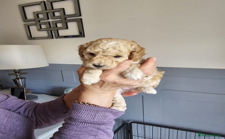 Cockapoo dogs - Advert 4