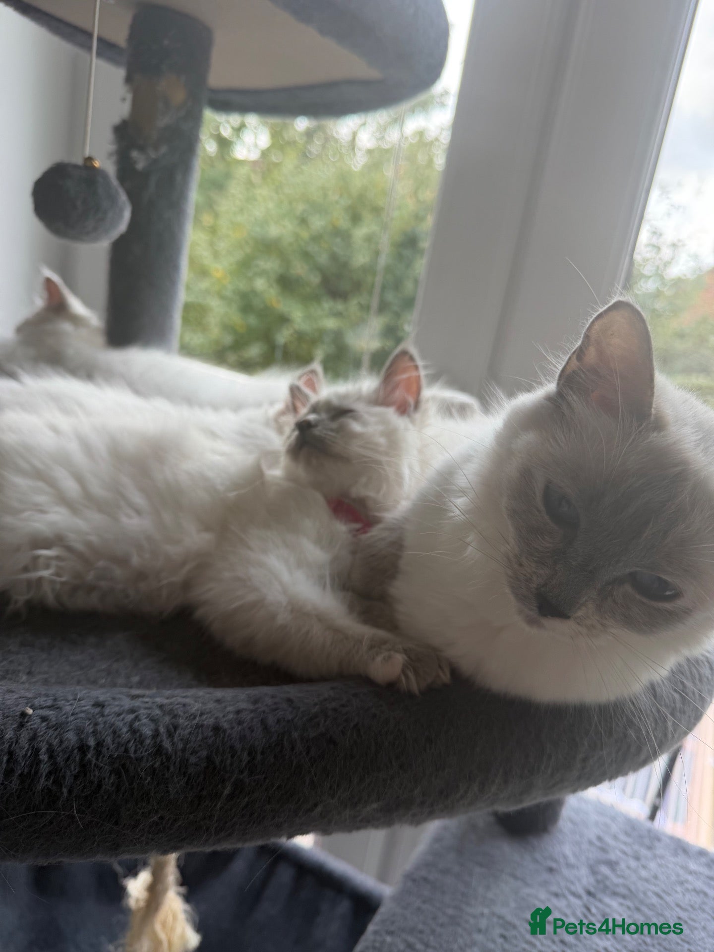 Ragdoll cats for sale: Pedigree Pure Ragdoll babies  - Advert 2