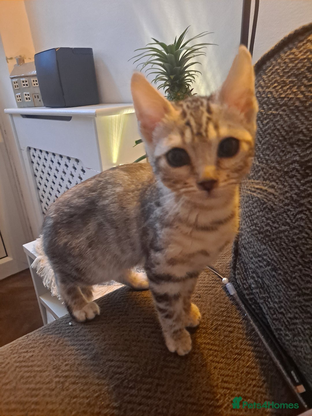 Bengal cats for sale: Beautiful pure begal kittens - Advert 10