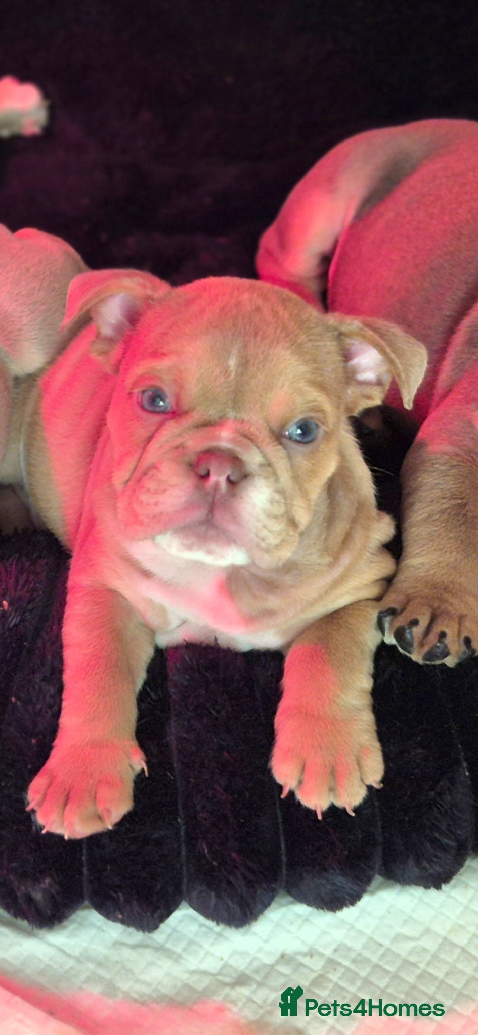 English Bulldog dogs Stunning Lilac Bulldogs - Advert 1
