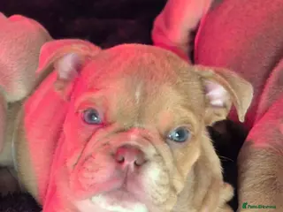 English Bulldog dogs Stunning Lilac Bulldogs - Advert 1