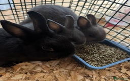 Netherland Dwarf rabbits for sale: Pure Bred Netherlands Dwarf Bunnies  - Image 4