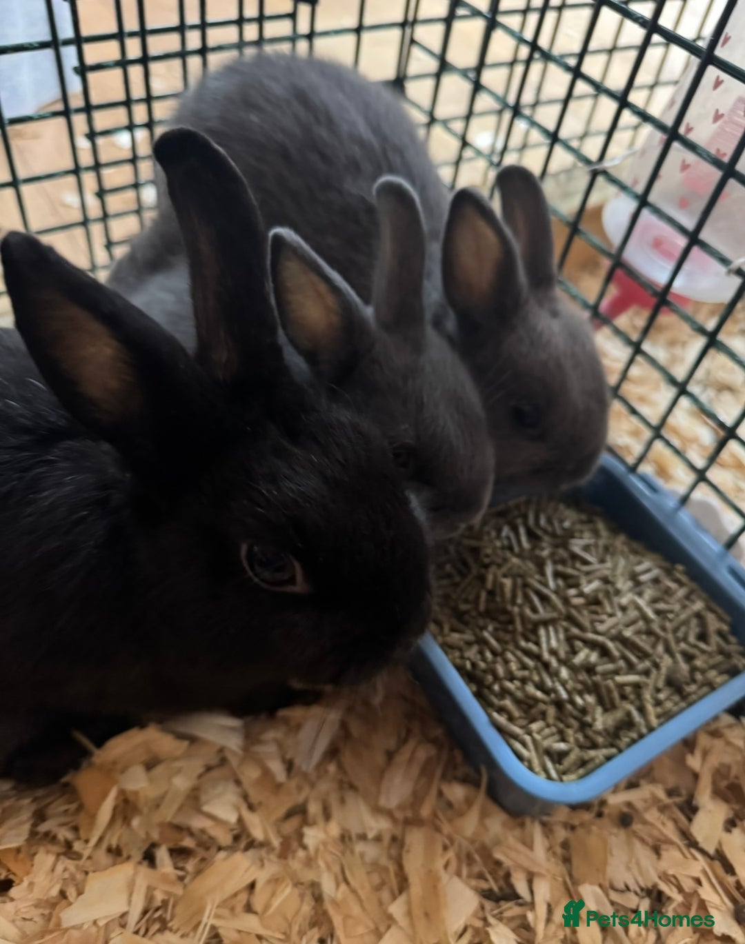 Netherland Dwarf rabbits for sale: Pure Bred Netherlands Dwarf Bunnies  - Image 4