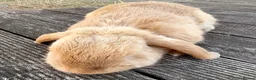 Mini Lop rabbits for sale:  mini lop - Advert 2