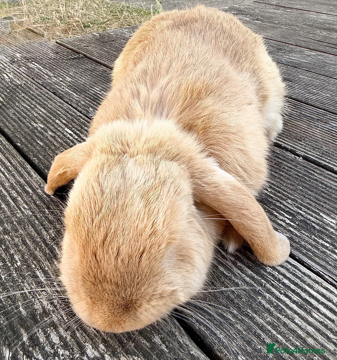 Mini Lop rabbits for sale:  mini lop - Advert 2