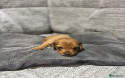 Miniature Dachshund dogs for sale: Beautiful Miniature Dachshund Puppies - Image 22
