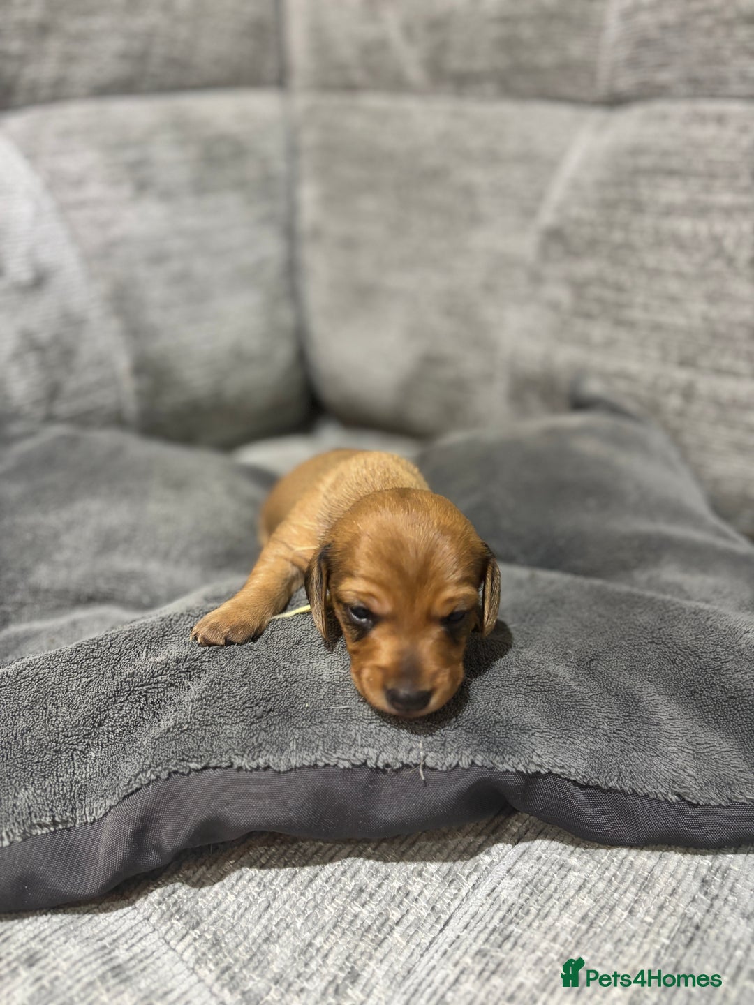 Miniature Dachshund dogs for sale: Beautiful Miniature Dachshund Puppies - Image 22