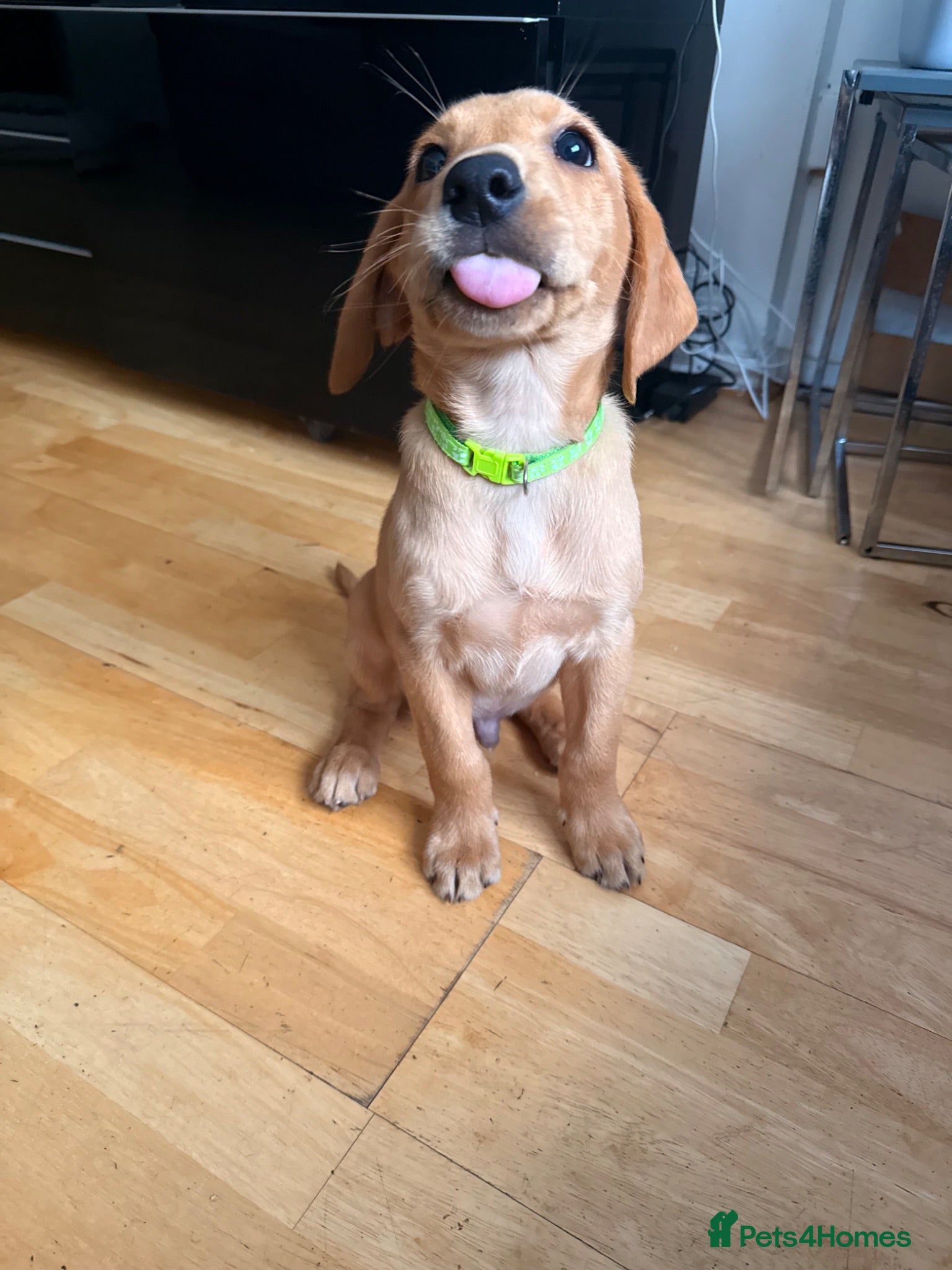 Labrador Retriever dogs 12 Week Fox Red Labrador  - Advert 1