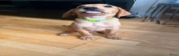 Labrador Retriever dogs for sale: 12 Week Fox Red Labrador  in Hatfield - Advert 1