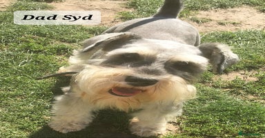 Miniature Schnauzer dogs - Advert 1
