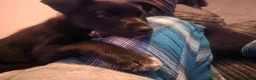 Mixed Breed dogs for sale: Socks in London - Advert 9