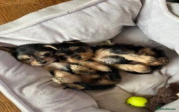 Chorkie dogs for sale: Chorkie puppies  - Image 4