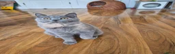 British Shorthair cats for sale: Ready! GCCF parents with champions in line,BSH - Advert 4