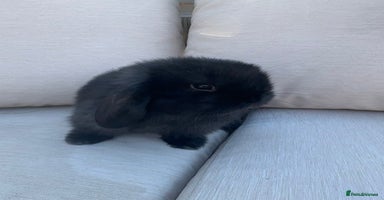 Mini Lop rabbits - Advert 3