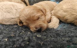 Goldendoodle dogs for sale: Miniature Goldendooles - Image 10