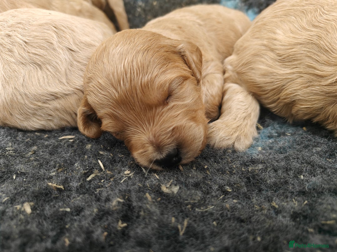 Goldendoodle dogs for sale: Miniature Goldendooles - Image 10