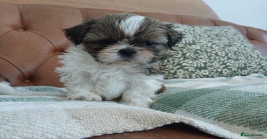 Shih Tzu dogs for sale in Leicester - Advert 4