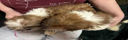 Shih Tzu dogs for sale: Shih Tzu puppy  - Advert 6