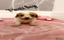 Cavapoo dogs for sale: F1 cavapoo puppies  - Image 8