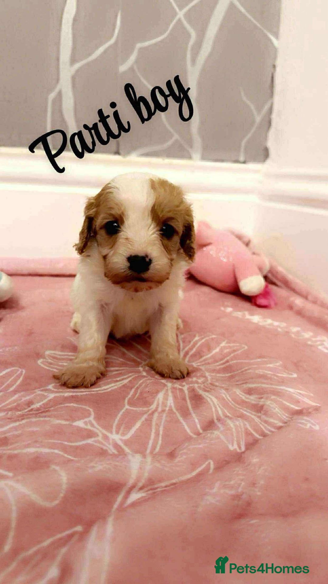 Cavapoo dogs for sale: F1 cavapoo puppies  - Image 8