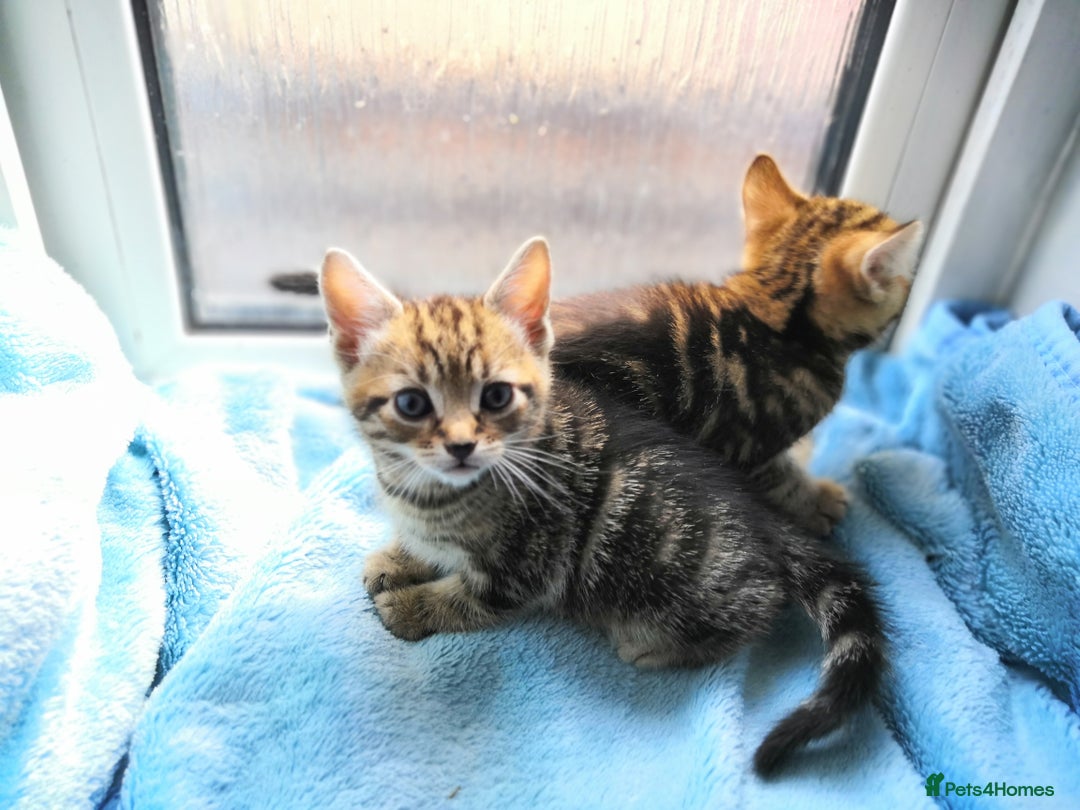 Mixed Breed cats for sale: Beautiful Male kittens VIDEOS - Image 19