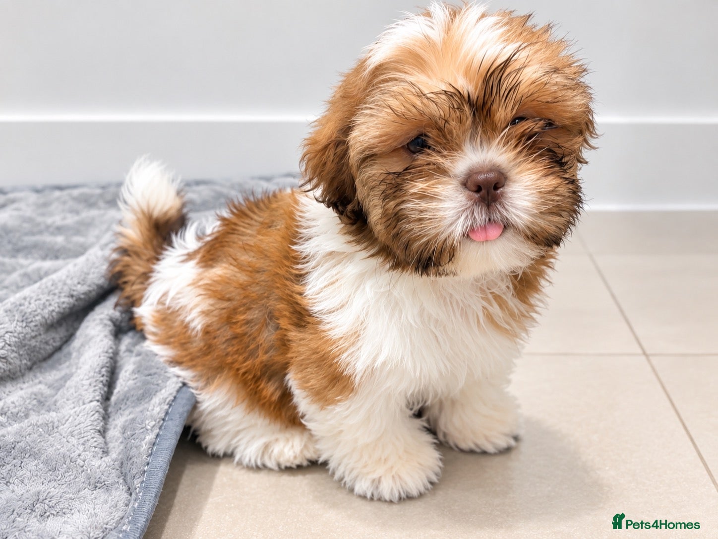 Shih Tzu dogs Shih Tzu - Advert 13