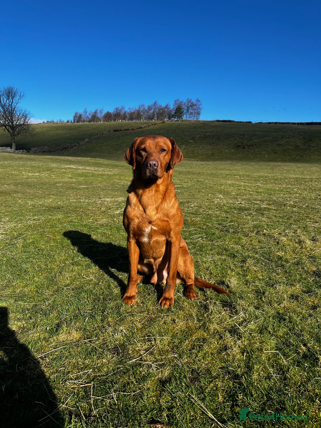 Labrador Retriever dogs for stud: 🔸DARK RED WORKING STUD KC & FULLY HEALTH TESTED🔸 in Hawes - Advert 27