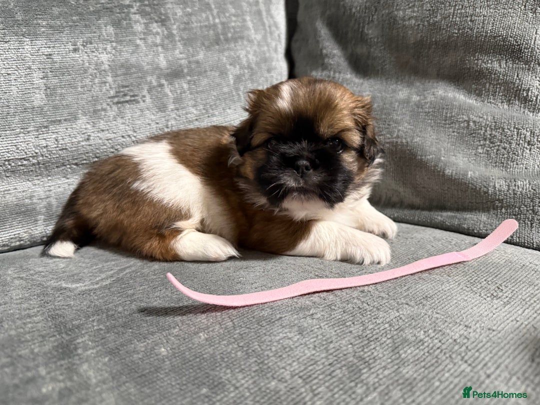 Mixed Breed dogs for sale: 6 beautiful Shih Tzu/Pomerianian puppies !  - Image 5