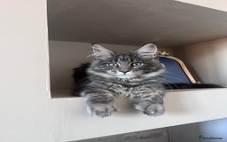 Maine Coon cats for sale: TICA Registered Maine Coon Kittens Blue/Silver - Image 1