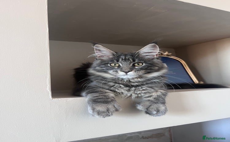 Maine Coon cats - Advert 3