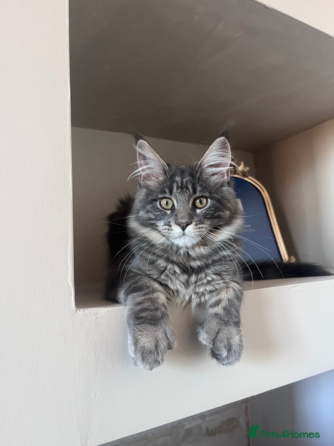 Maine Coon cats for sale: TICA Registered Maine Coon Kittens Blue/Silver - Image 1