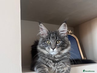 Maine Coon cats - Advert 27