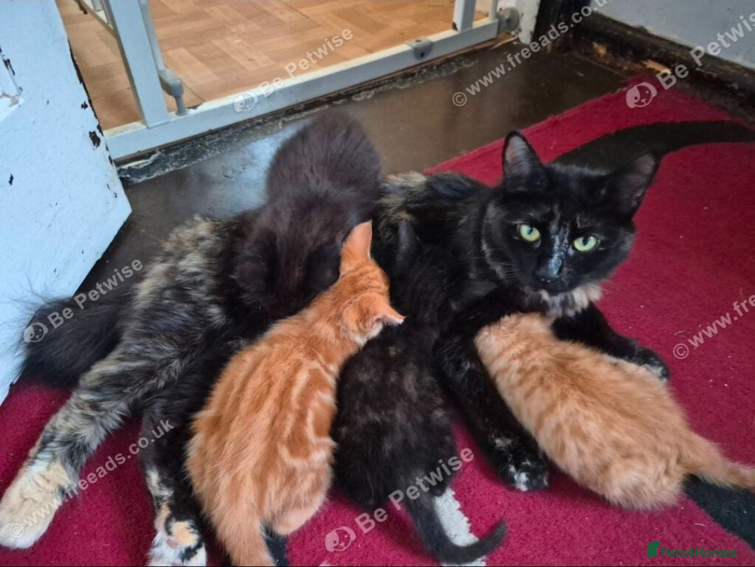 Mixed Breed cats Kittens for sale - Advert 4