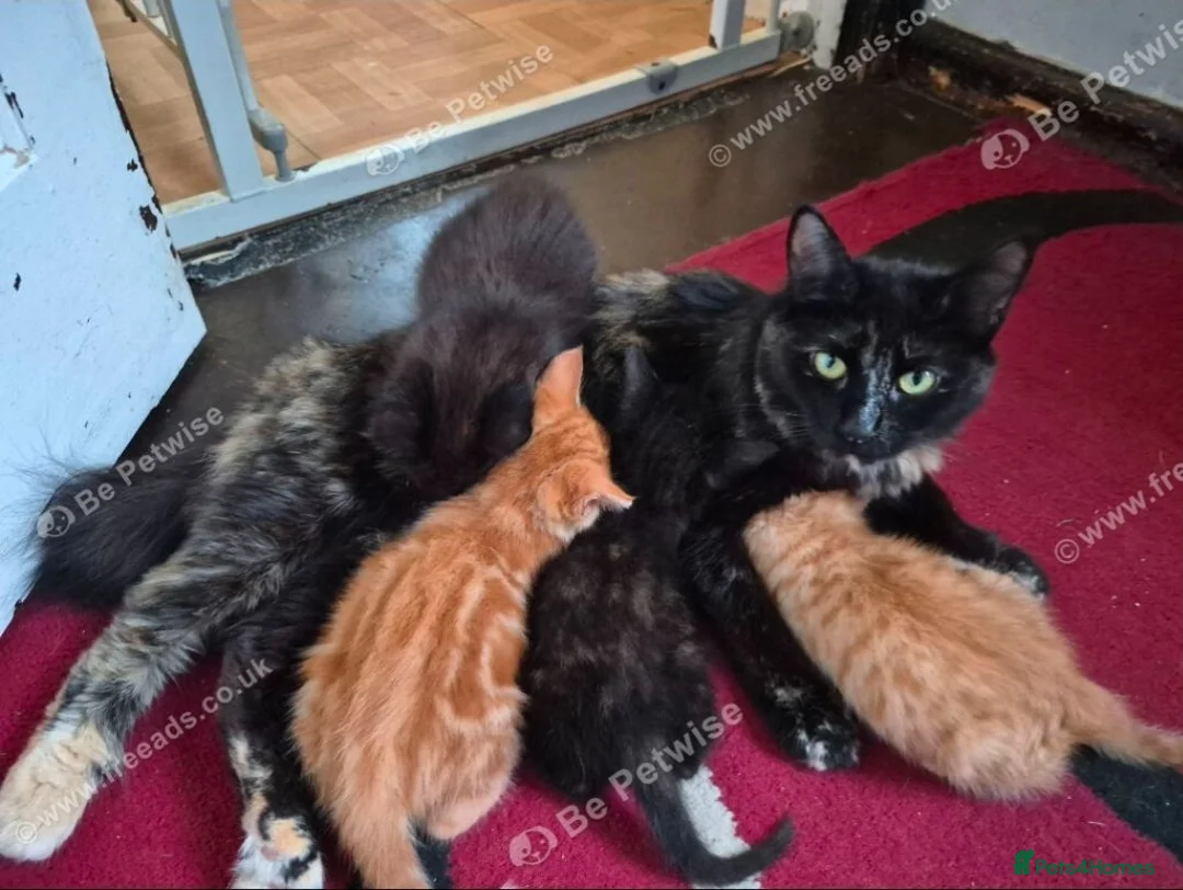 Mixed Breed cats for sale: Kittens for sale - Advert 1