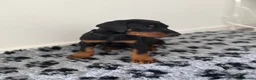 Dobermann dogs for sale: 9 Doberman Puppies- Ready to leave 6th June - Advert 22
