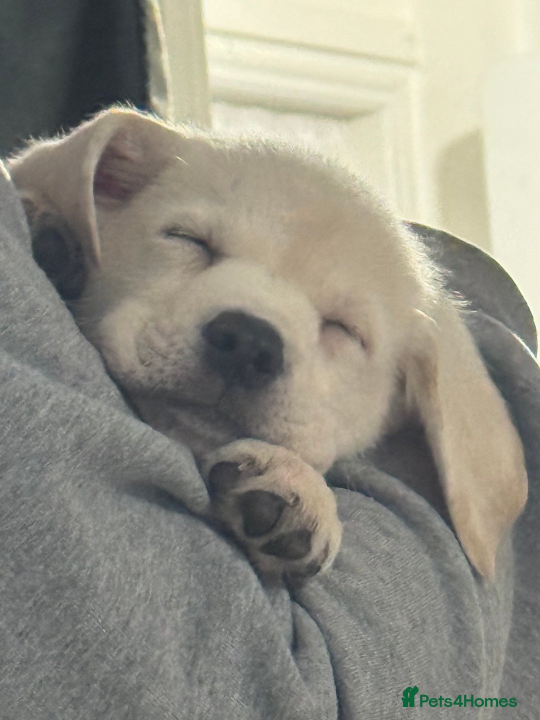 Labrador Retriever dogs for sale: 9 week old Labrador Puppies, - Advert 17