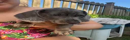 Miniature Dachshund dogs for sale: Ready now Miniature Dachshund Fluffy boy left 🩶 - Advert 2