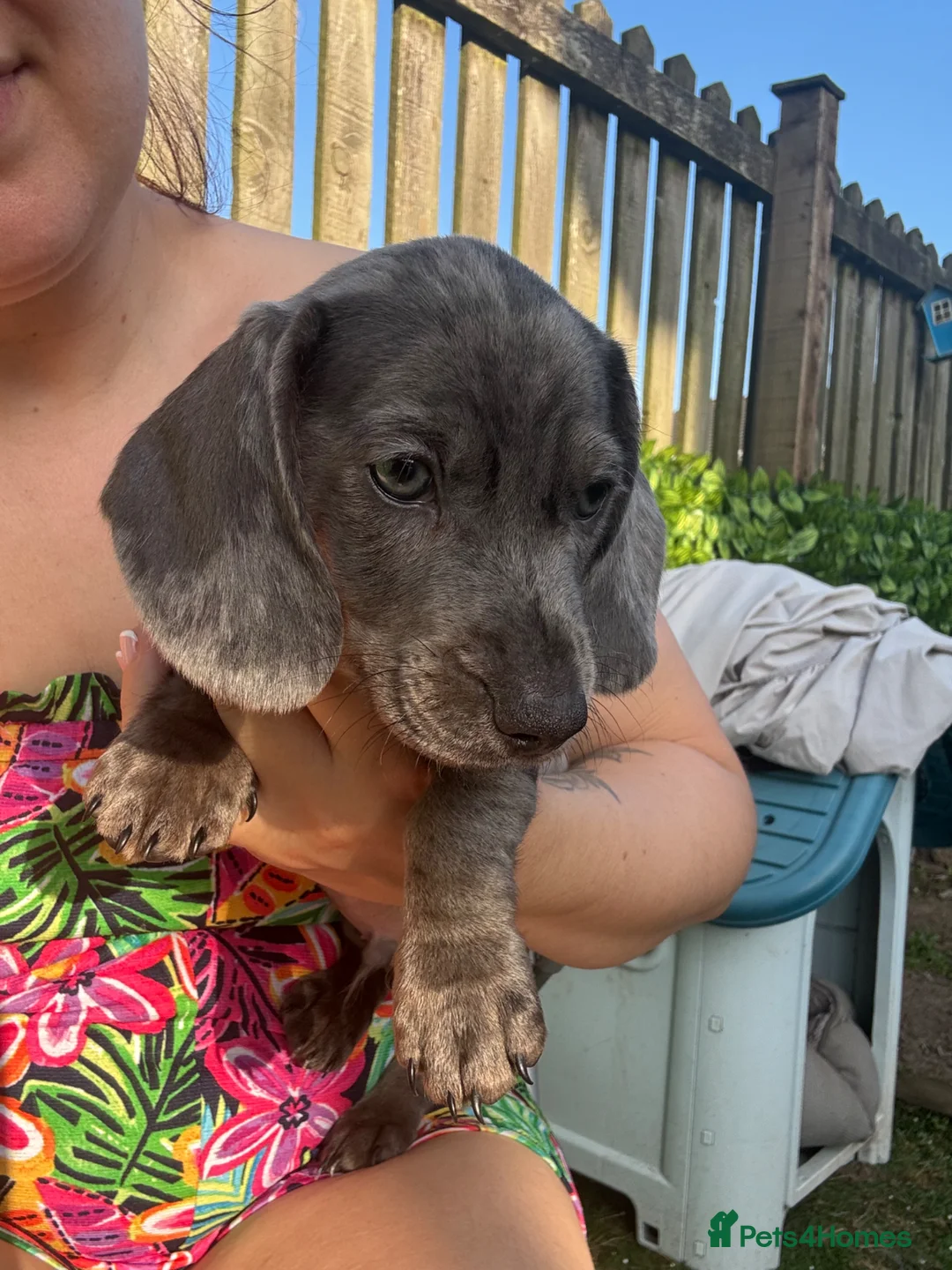 Miniature Dachshund dogs for sale: Ready now Miniature Dachshund Fluffy boy left 🩶 - Advert 2