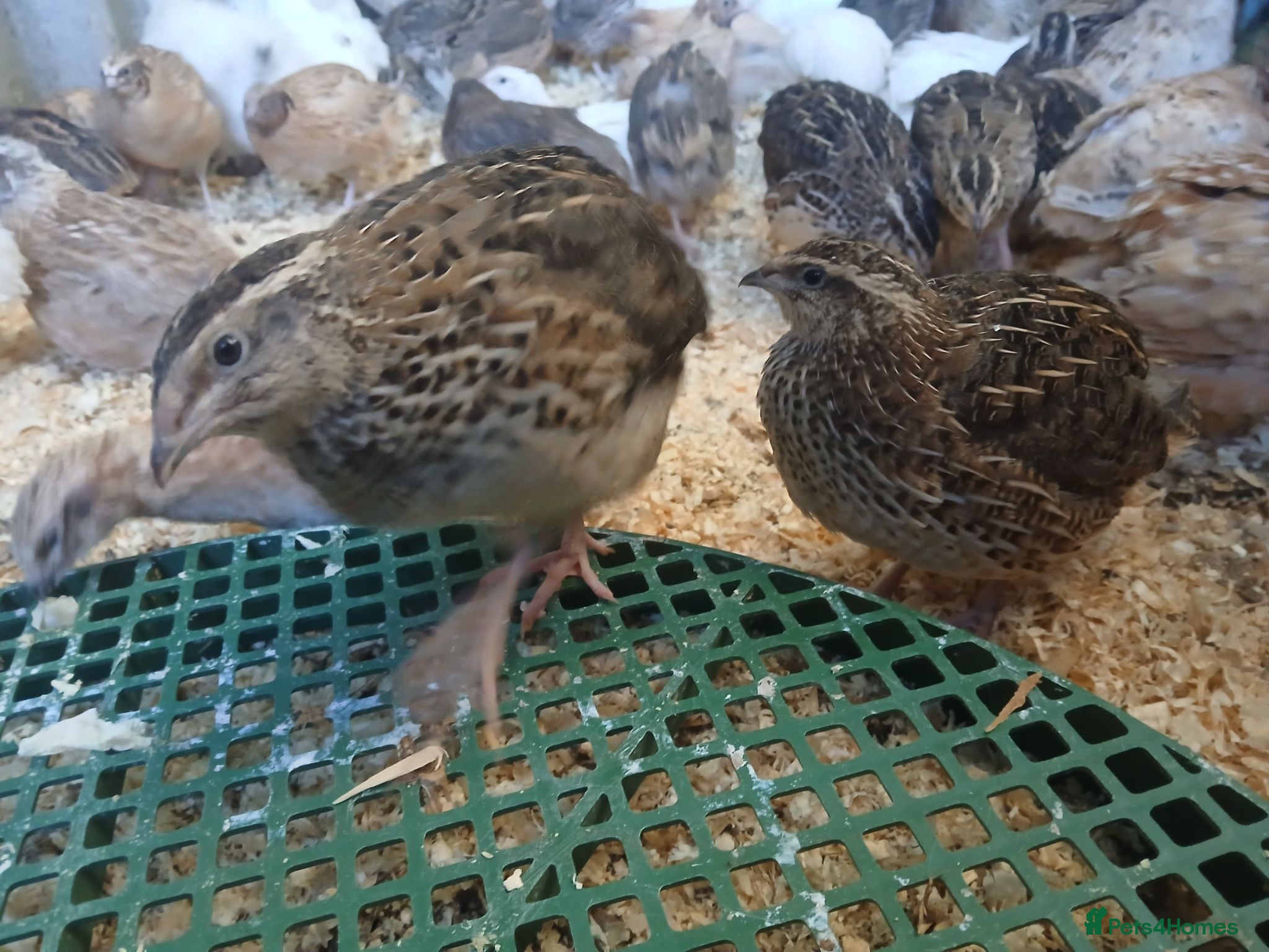 Quail poultry Quail available - Advert 8