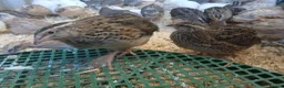 Quail poultry for sale: Quail available - Advert 1