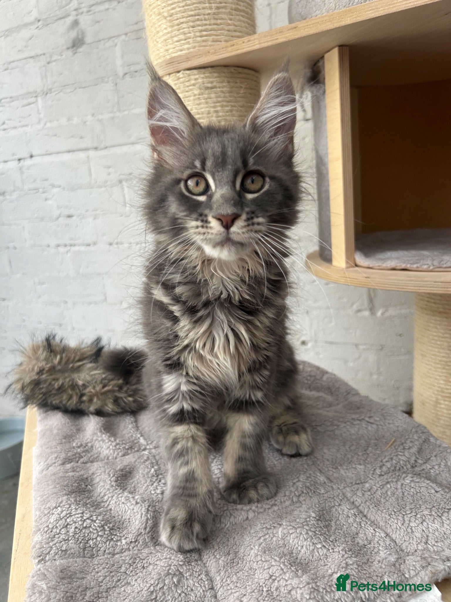 Maine Coon cats XXL Pedigree Maine Coon Kittens TICA Registered - Advert 2