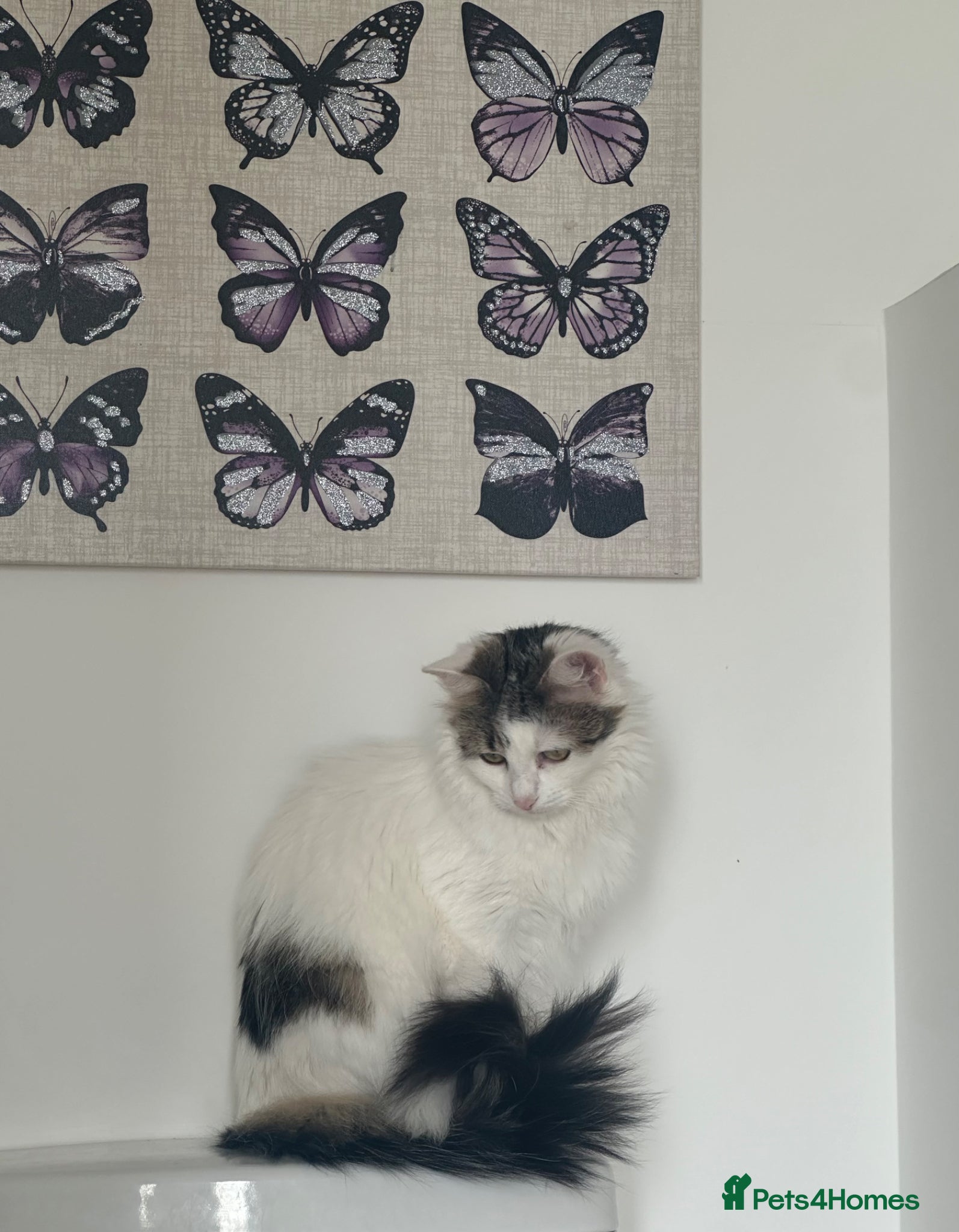 Aegean cats Beautiful Cat For Sale - Advert 1