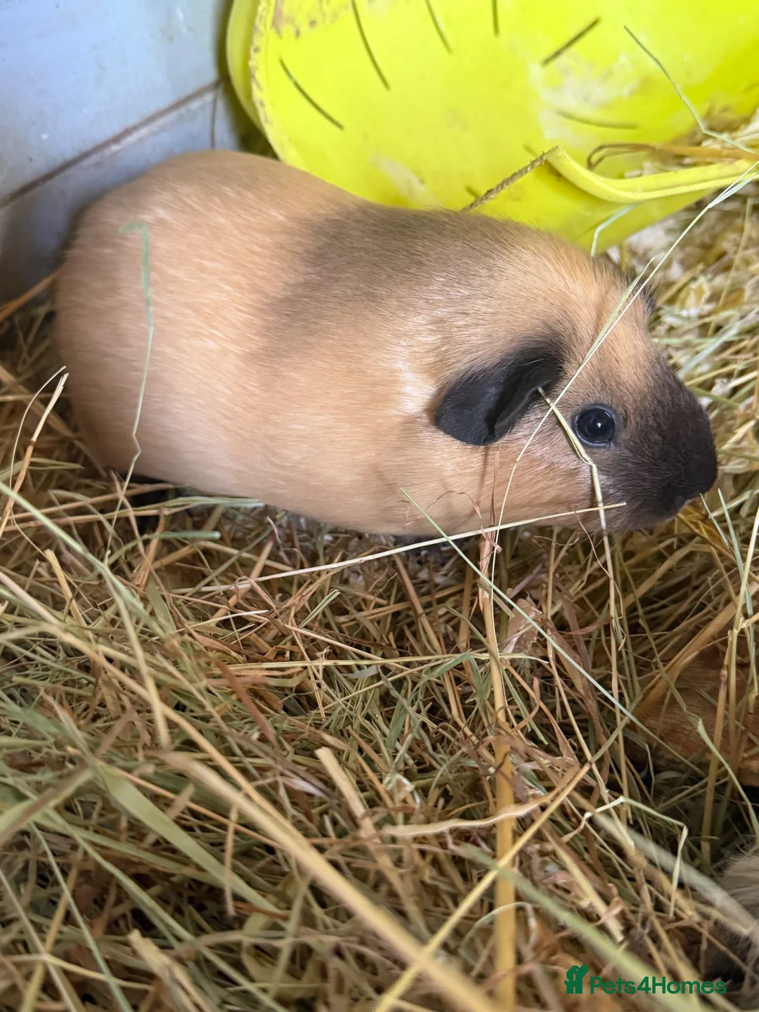 Guinea Pig rodents for sale: Abyssinian and Californian Guinea pigs - Advert 2