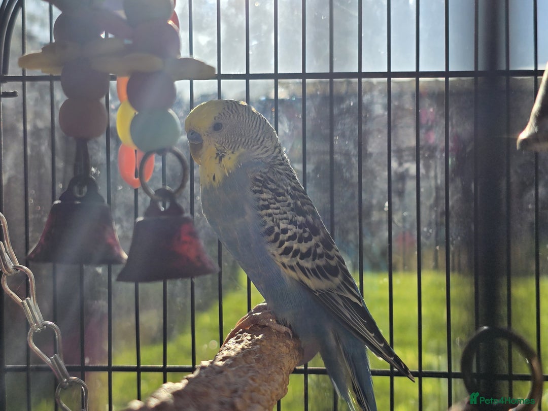 Budgerigars birds for sale: Budgie & Cage Set - Advert 2