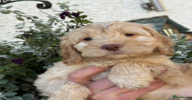 Cockapoo dogs READY TO GO Stunning F1 Cockapoos - Advert 3