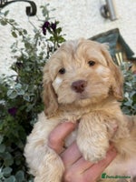 Cockapoo dogs READY TO GO Stunning F1 Cockapoos - Advert 3