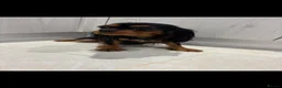 Cavalier King Charles Spaniel dogs for sale: 🐾 KC Registered King Charles cavalier  Puppies 🐾 - Advert 2