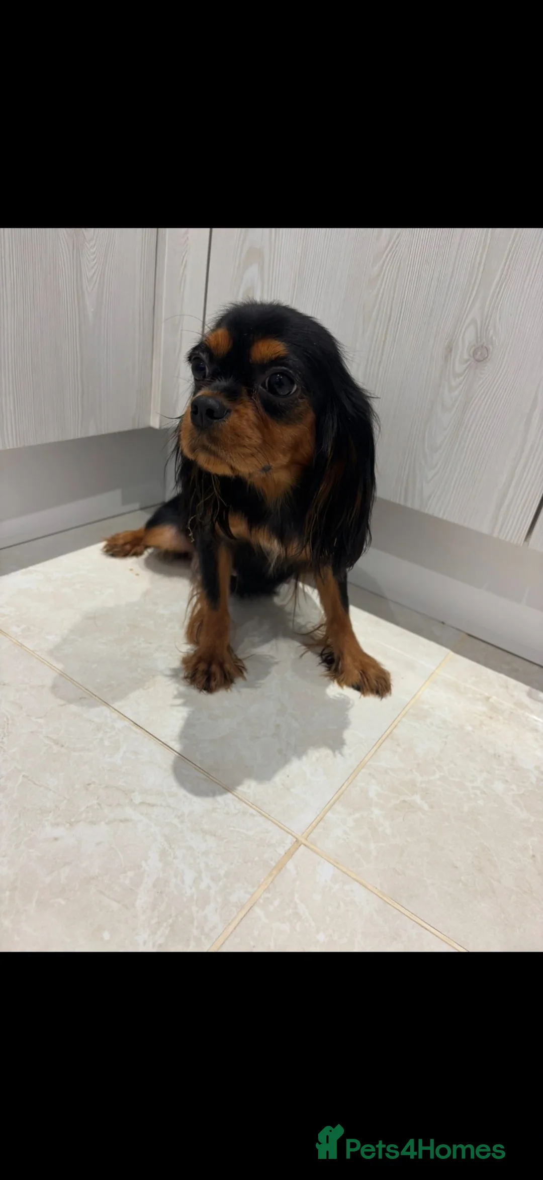 Cavalier King Charles Spaniel dogs for sale: 🐾 KC Registered King Charles cavalier  Puppies 🐾 - Advert 2