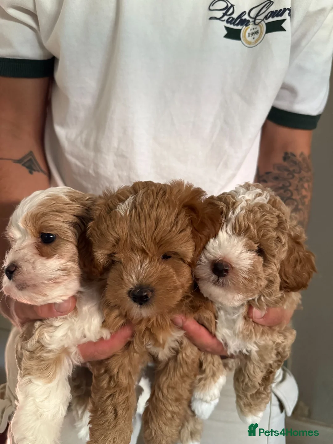 Mixed Breed dogs for sale: 3 Lovely Maltipoo puppies - Advert 1