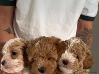 Mixed Breed dogs Lovely Maltipoo puppy - Advert 1